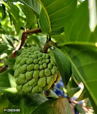 Baishnab  Custard Apple Live Plant Disha2007013