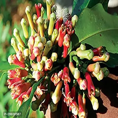 Baishnab  Grandiflora Clove Plant Clove Plant-thumb0