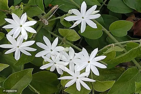 Baishnab Jasmine Plant jd321