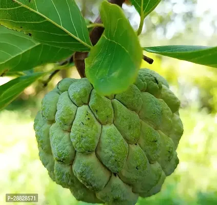 Baishnab  Custard Apple Live Plant Disha309016111-thumb0