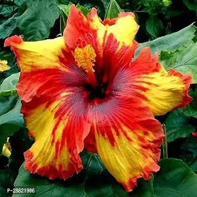 Baishnab  Hybrid Hibiscus Flower Live PlantCF367