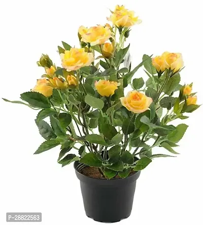 Baishnab  Yellow Rose Plant CFA418 Rose Plant-thumb0