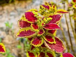 Baishnab Coleus Plant Coleus-thumb2