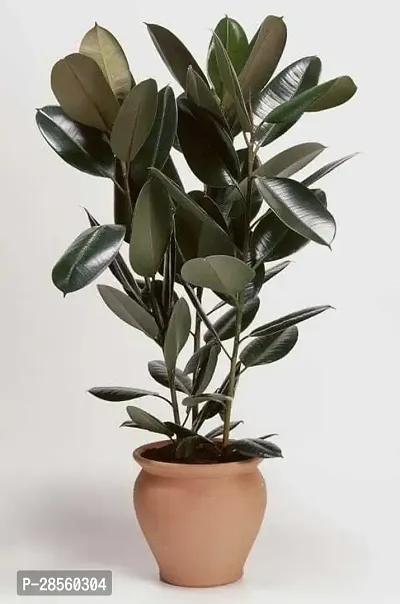 Baishnab Rubber Tree rubber r9