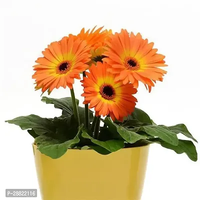 Baishnab  Orange Gerbera PlantCFA130 Gerbera Pla