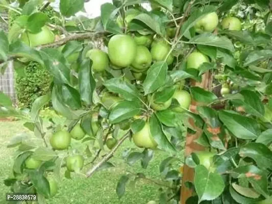 Baishnab  Ber Apple Ber Apple Plant-thumb0