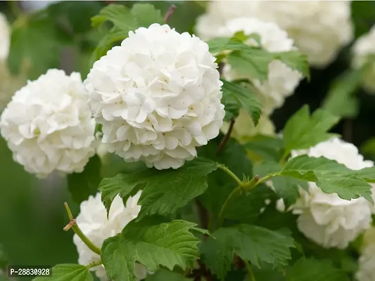 Baishnab  Hydrangea plant 8w Hydrangea Plant