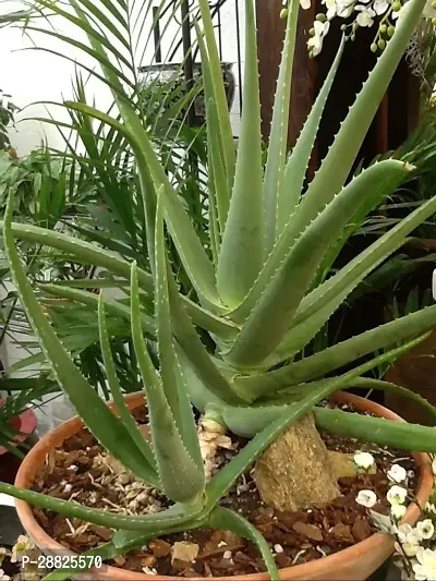 Baishnab  Aloe Vera Plant CF00022 Aloe Vera Plant