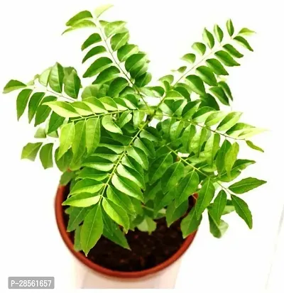 Baishnab Curry Leaf Plant Kadi Patta, Curry Leaf Plant