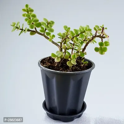 Baishnab  JPPJ01 Jade Plant