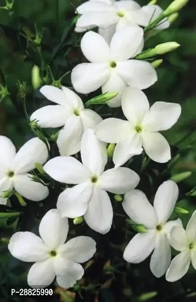 Baishnab  1X11 Jasmine Plant