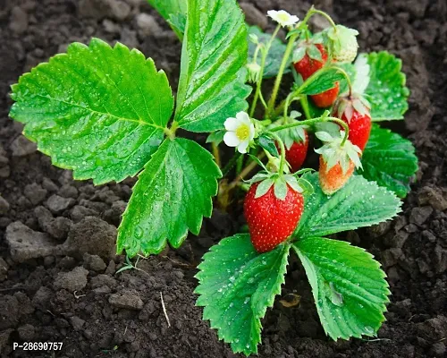 Baishnab Strawberry Plant TASTY STWABERY CHILD PLANT-thumb0