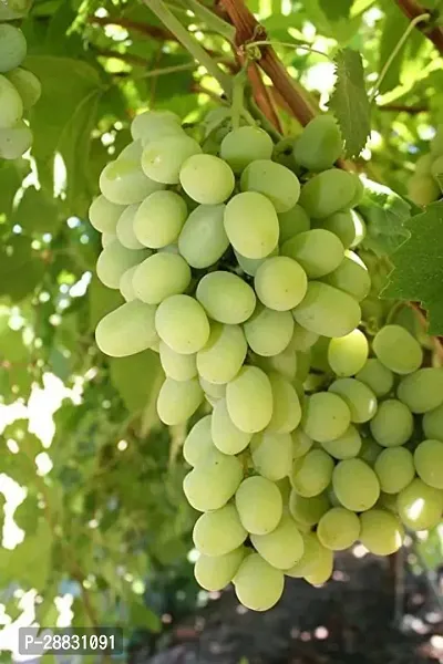 Baishnab  Grapes Plant Pack Of 1 Grapes Plant-thumb0