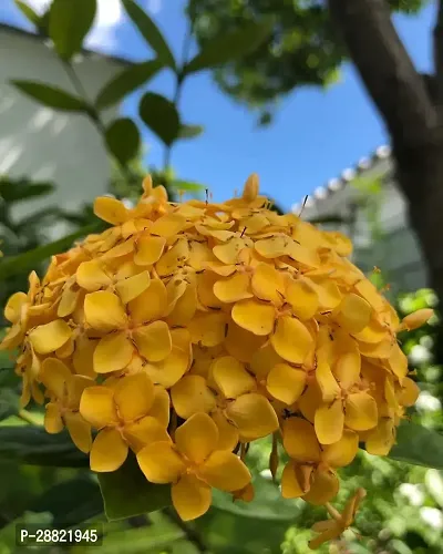 Baishnab  Trothic Ixora Chethi Yellow Plant Live Fl