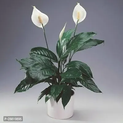 Baishnab  PLT039 Peace Lily Plant-thumb0