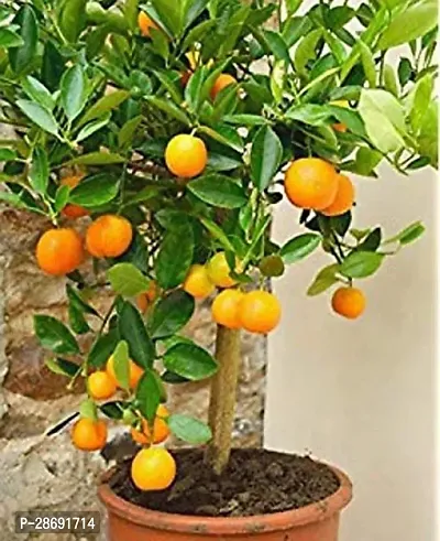 Baishnab Orange Plant Orange Plant-thumb0