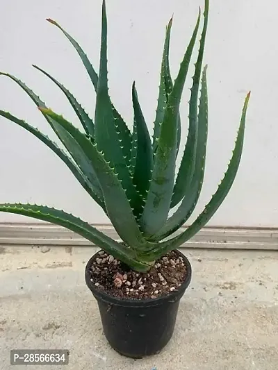 Baishnab Aloe Vera Plant AZAA1-thumb0