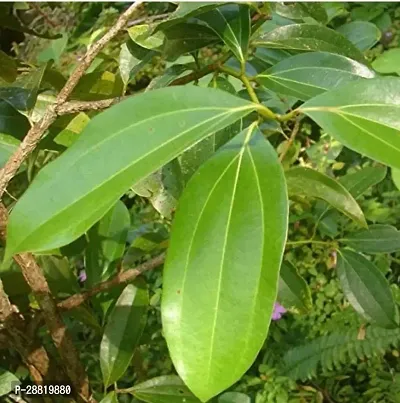 Baishnab  VG  TEJ PATTA  BAY LEAF PLANT Bay Leaf