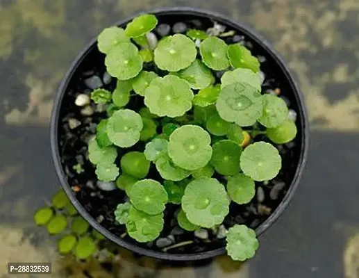 Baishnab  Water Pennywort Live 001 Water Pennywort-thumb0