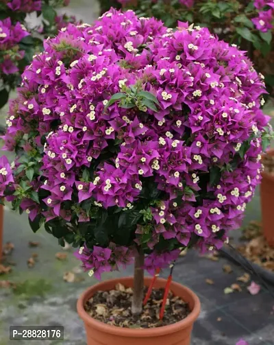 Baishnab  Baugainvillea Plant Disha0003031 Bauga