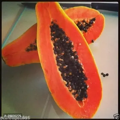 Baishnab Papaya fruit seed 15ps mcDNR12015PIECE