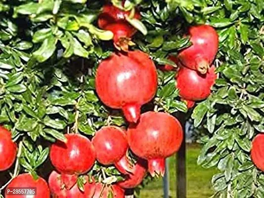 Baishnab Pomegranate Plant DALIMPOMEGRANATE GRAFTED PLANT FC030-thumb0