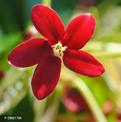 Baishnab  ru01 MadhumaltiRangoon Creeper