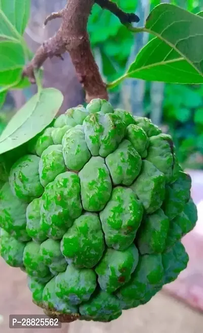 Baishnab  Custard Apple Live Plant CF00041 Custar