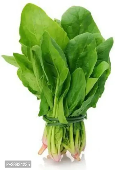 Baishnab Palak seed 200prpkAll Green Spinach Premium Quality Vegetable Seeds with Excellent Germination Rate Seed  200 per packet200PIECE-thumb0