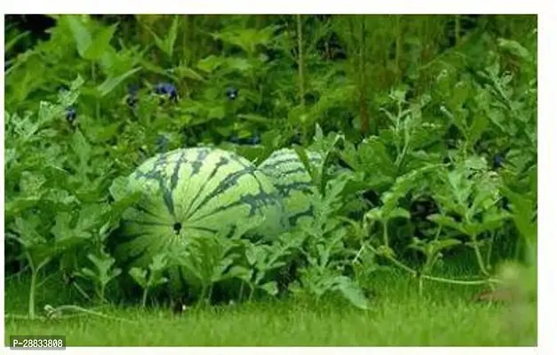 Baishnab Water Melon Seed 55psCFD34 DF37755PIECE