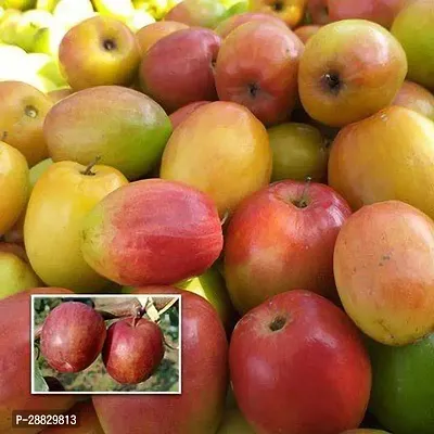 Baishnab  Ber Apple Plant  Kashmiri Red Apple Ber-thumb0