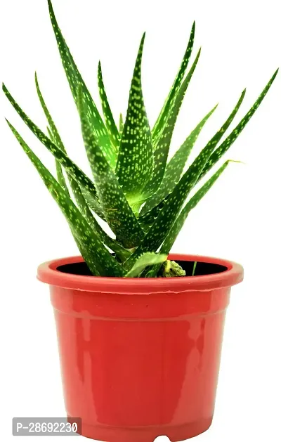 Baishnab Aloe Vera Plant Alovera Plant-thumb0