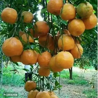 Baishnab Orange Plant NAGPUR ORANGE PLANT-thumb0