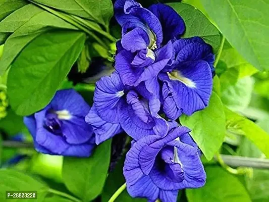 Baishnab  Blue Aparajita Double Flowering  Butterf-thumb0