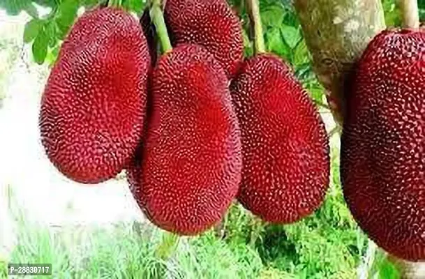 Baishnab  RED GRAFTED JACKFRUIT PLANTS Jackfruit Pl