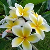 Baishnab Plumeria Plant Plant128-thumb2