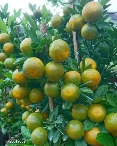 Baishnab  High Yield Orange Live PlantCF01017 Kan