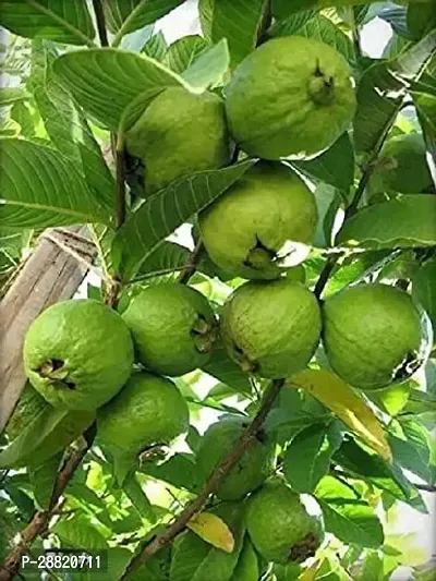 Baishnab  Arka Mridula Guava Plant Guava Plant-thumb0