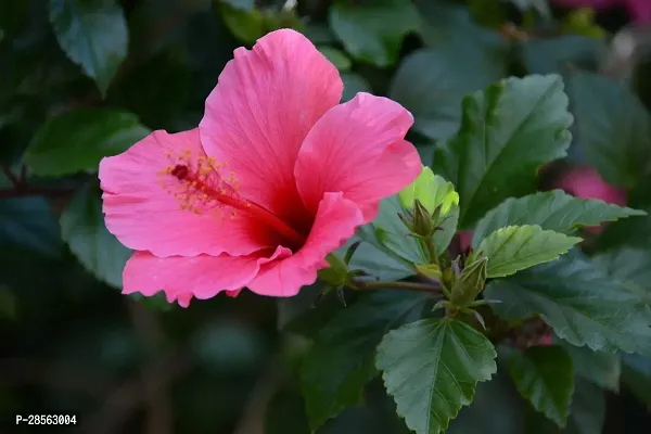 Baishnab Hibiscus Plant Checkered Hibiscus Plant-thumb3