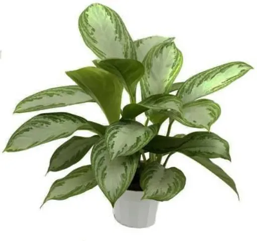 Best Selling Plant & Planters 