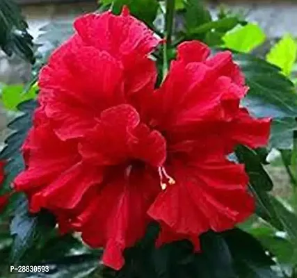 Baishnab  RH180 Hibiscus Plant-thumb0