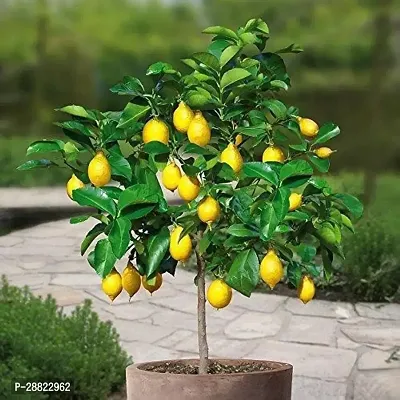 Baishnab  eco worlds delhi Lemon Plant-thumb0