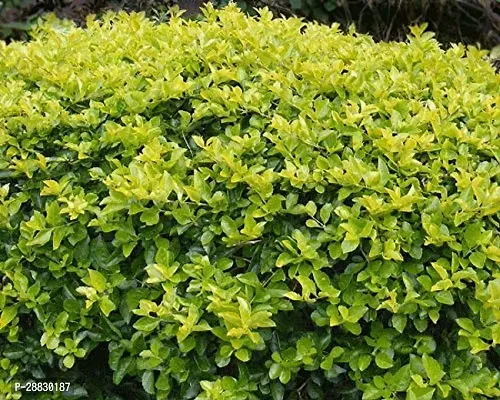 Baishnab  Live Golden Duranta Hedge 10 Plants  Att-thumb0