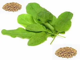 Baishnab Palak spinach 100ps mcpaalak seeds100PIECE-thumb1