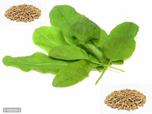 Baishnab Palak spinach 100ps mcpaalak seeds100PIECE-thumb2