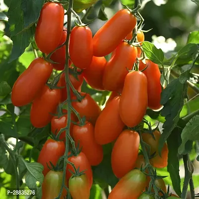 Baishnab tomato seedsxas1259 ALK Quant Tomato 500Seeds500PIECE