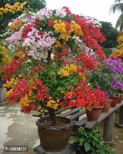 Baishnab  Multicolor Bougainvillea Flower Plant CF-thumb0