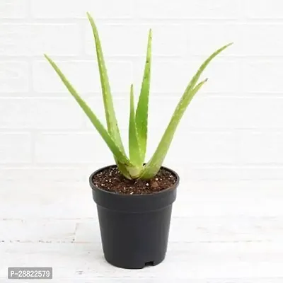 Baishnab  Aloe Vera Live PlantCF17 Aloe Vera Plan