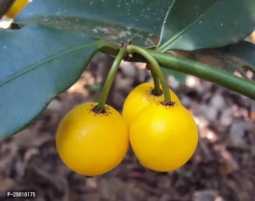 Baishnab  PLANTBARABA3 Rare Baraba Fruit Live Seed