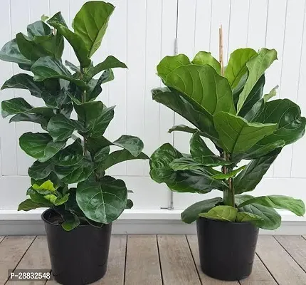 Baishnab  SET OF 2 FIDDLE LEAF FIG PLANT COMBO Fidd-thumb0